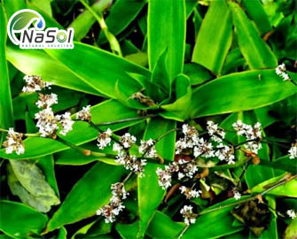 Callisia fragrans (chiết xuất lược vàng) Callisia fragrans (chiết xuất lược vàng)